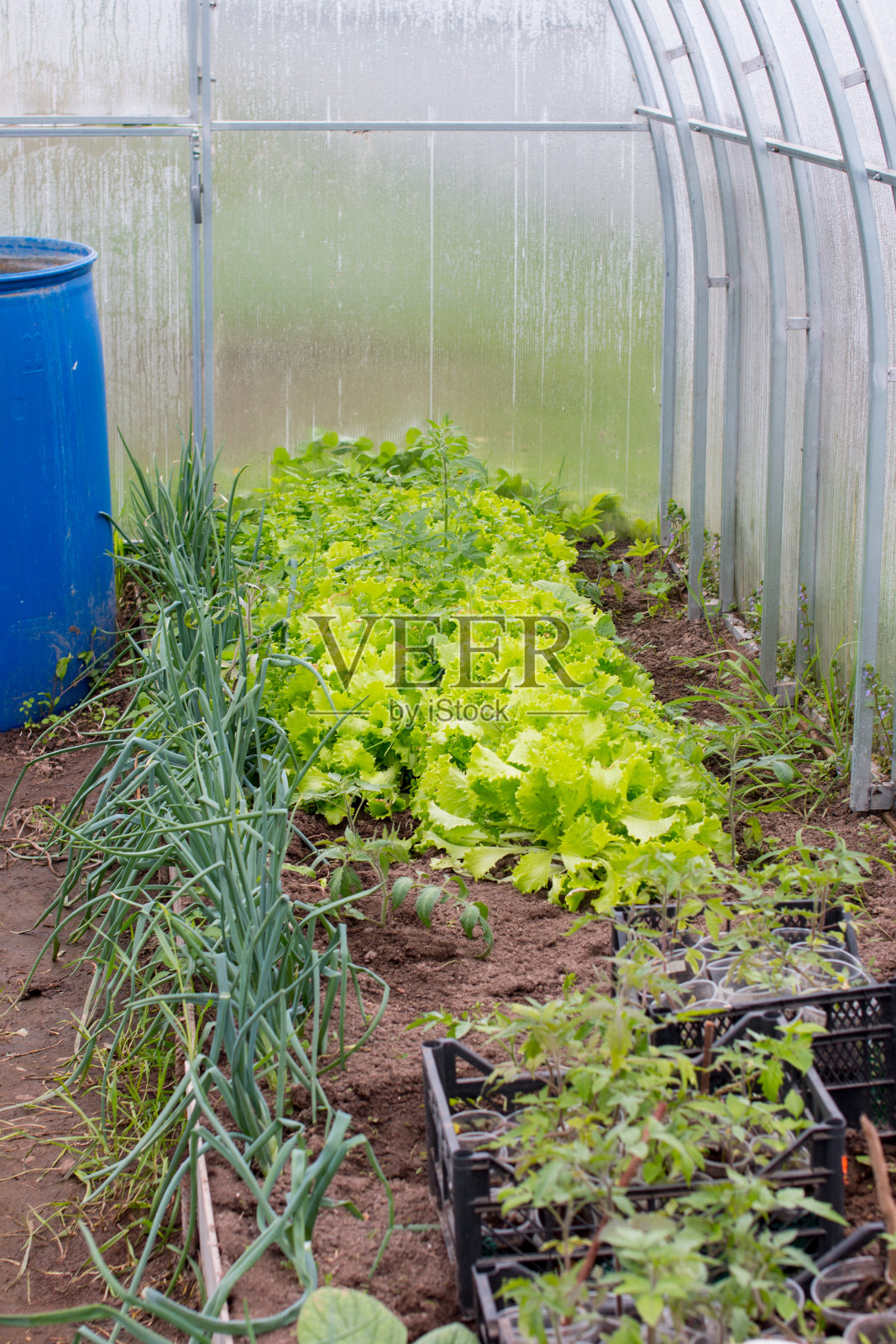 花园温室里正在生长的沙拉。种植健康食品照片摄影图片