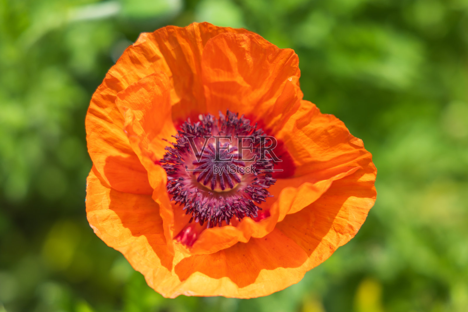 草地上姹紫嫣红的春花。照片摄影图片