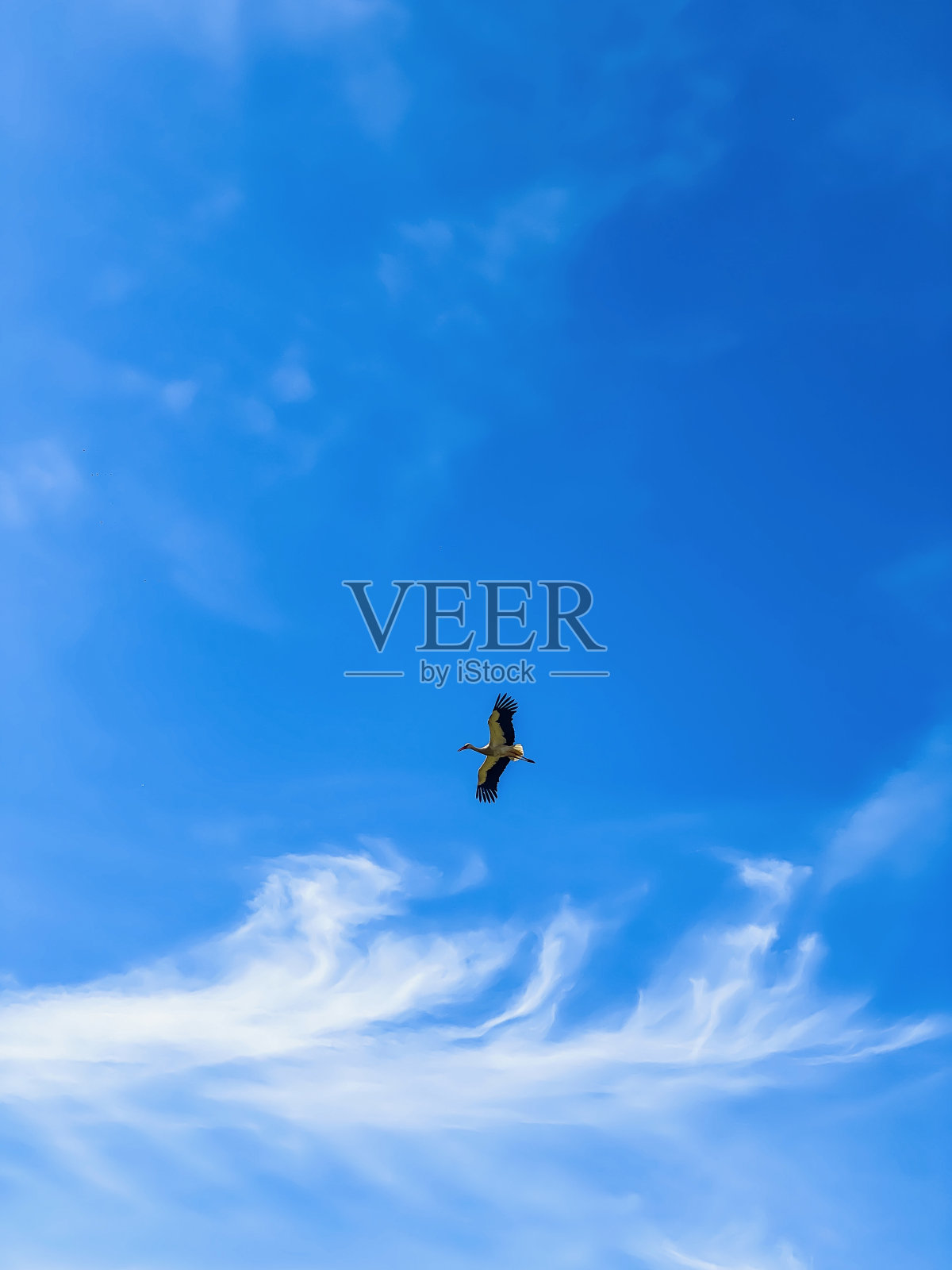 鹳，天空中的鹳，飞行中的鹳照片摄影图片