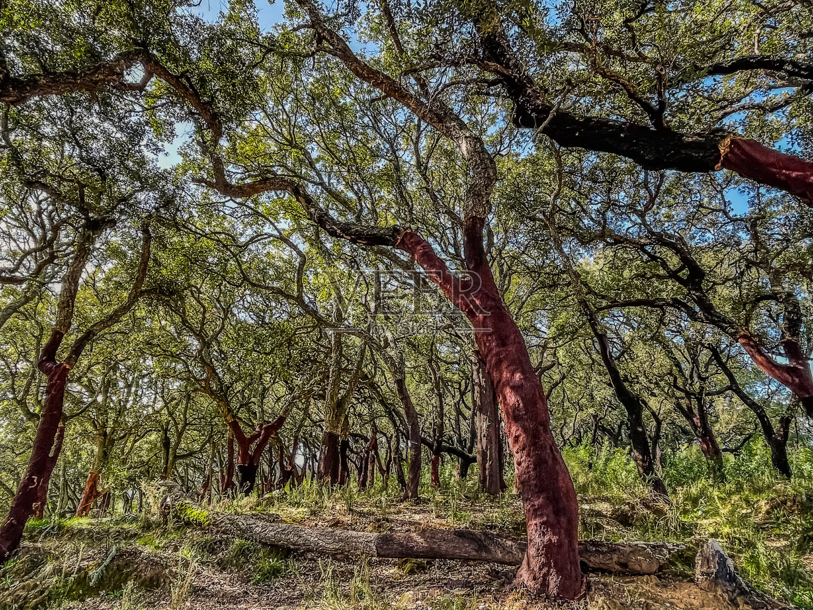 葡萄牙阿尔加维蒙奇克栓皮栎林照片摄影图片