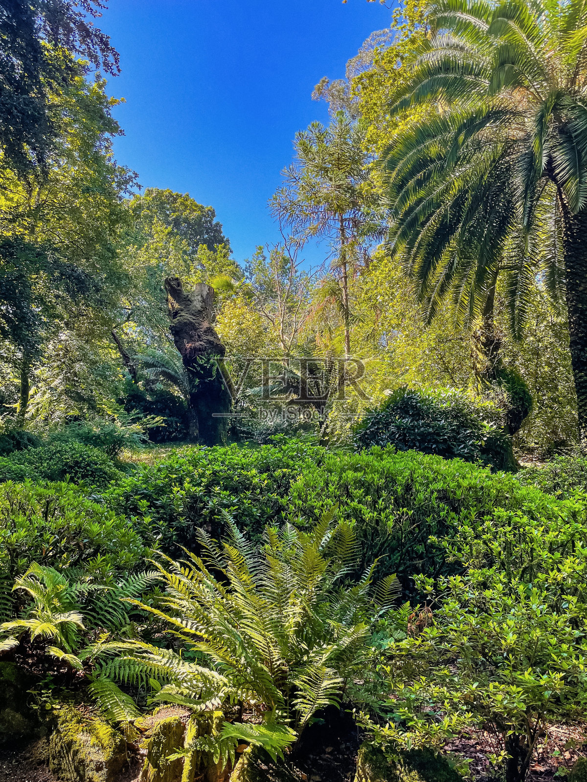 鹅在公园里散步。鹅和鹅照片摄影图片