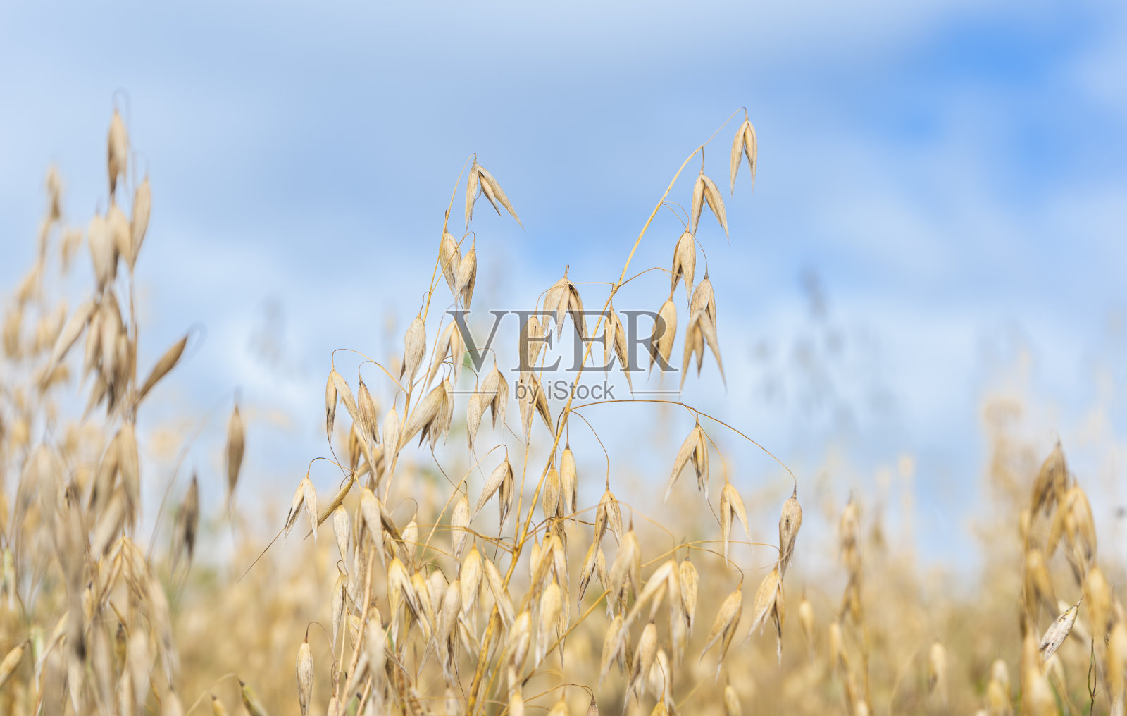 燕麦田照片摄影图片