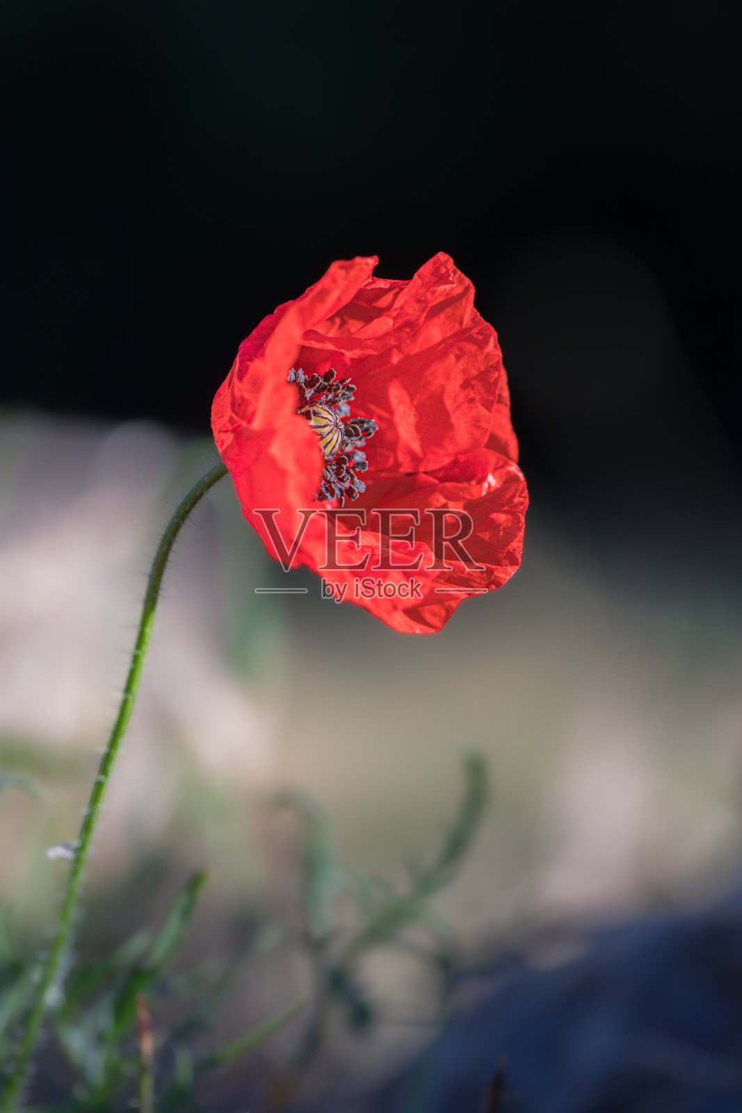 罂粟花在晨光中照片摄影图片