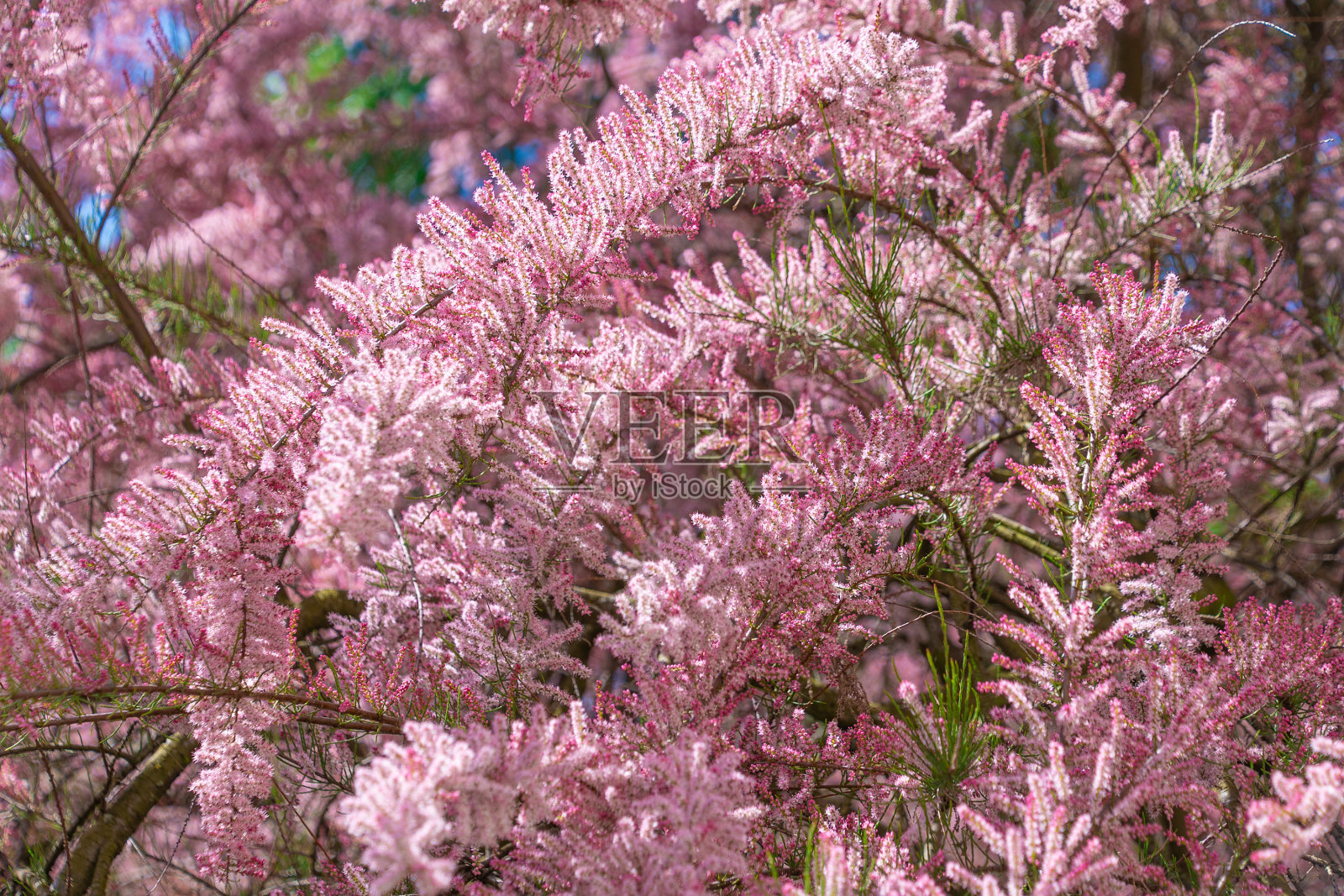 美丽的粉红红柳花。smallflower柽柳。春天开花。照片摄影图片