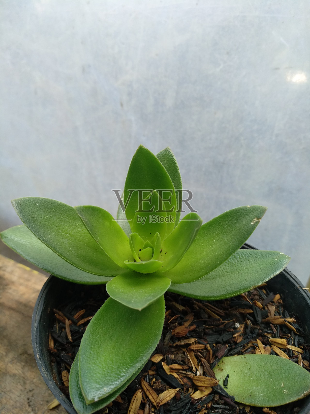 柠檬月牙属肉质植物照片摄影图片