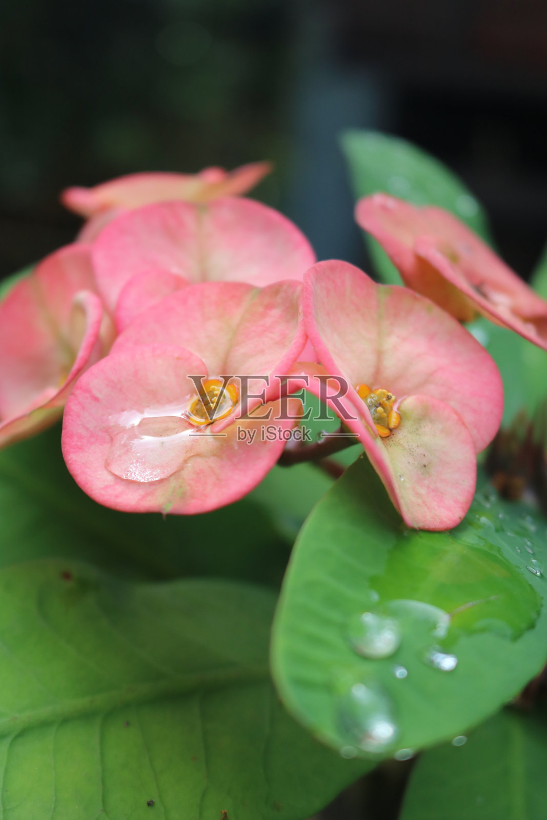 大戟花或刺冠花照片摄影图片