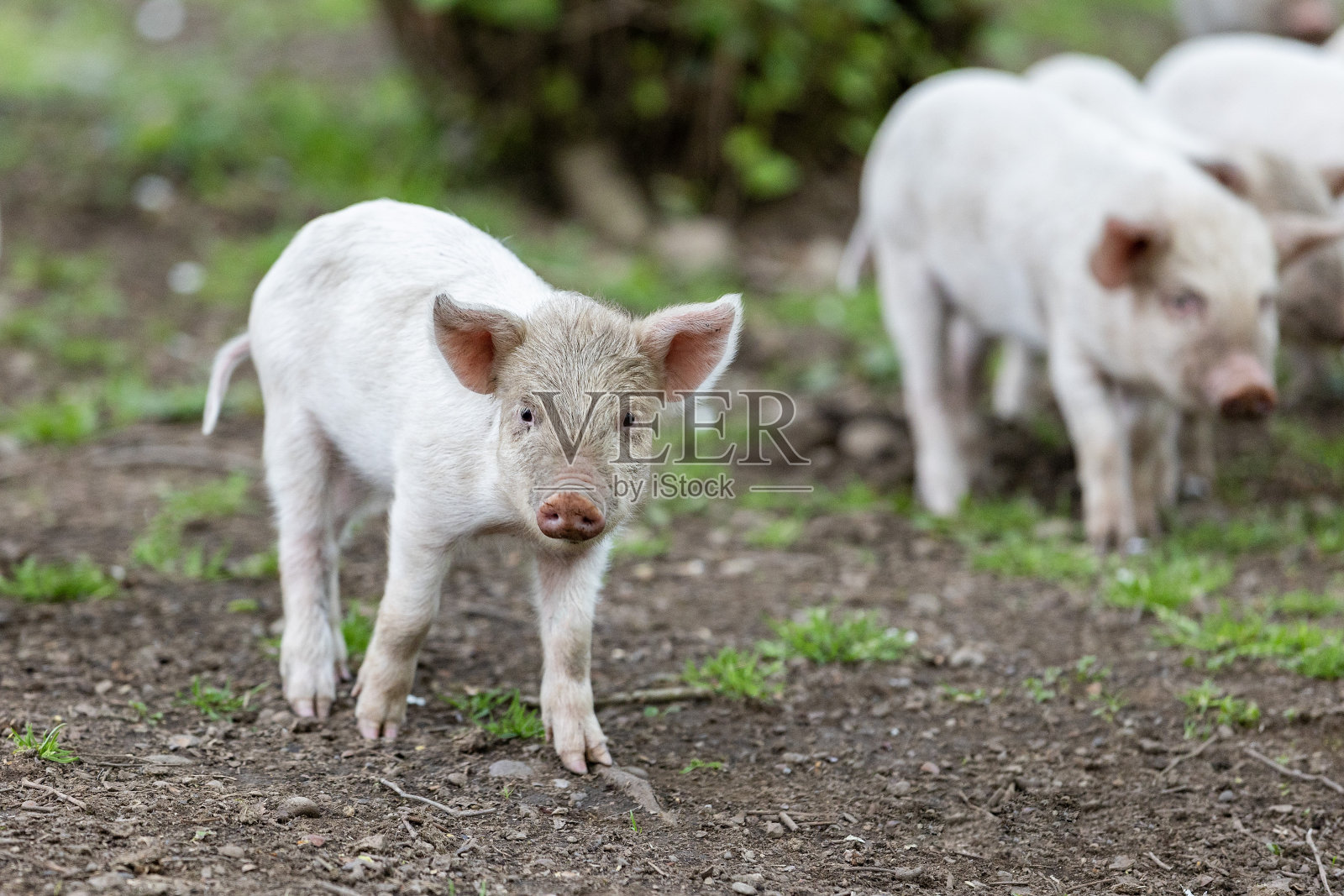 亚美尼亚和格鲁吉亚的看法照片摄影图片