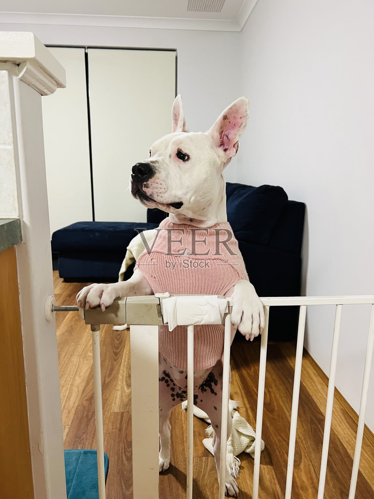 动物-狗照片摄影图片