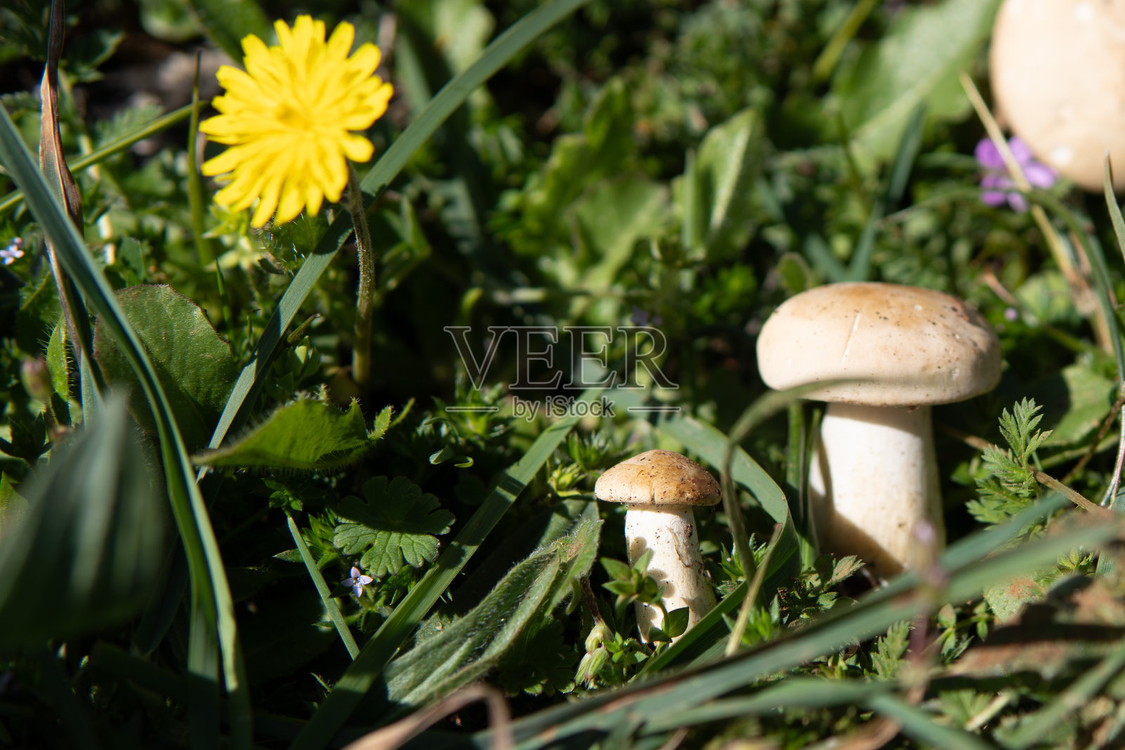 在野外自然中拍摄的五月蘑菇在田野的草地上和黄色和紫色的花朵上。照片摄影图片