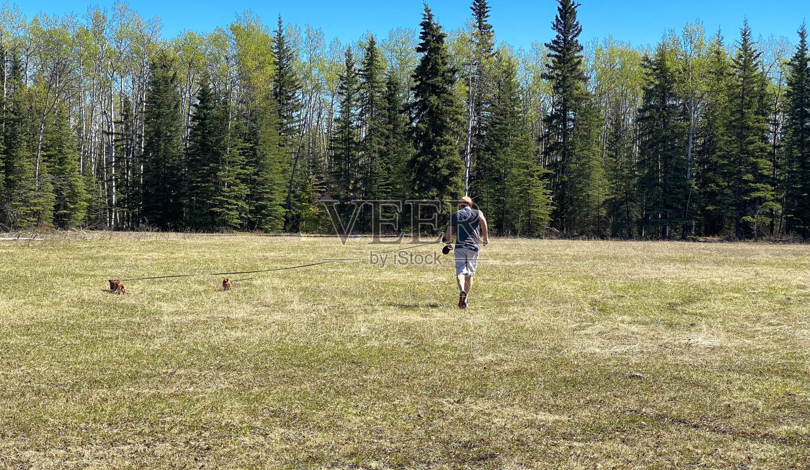 一名男子在阿拉斯加遛腊肠犬照片摄影图片