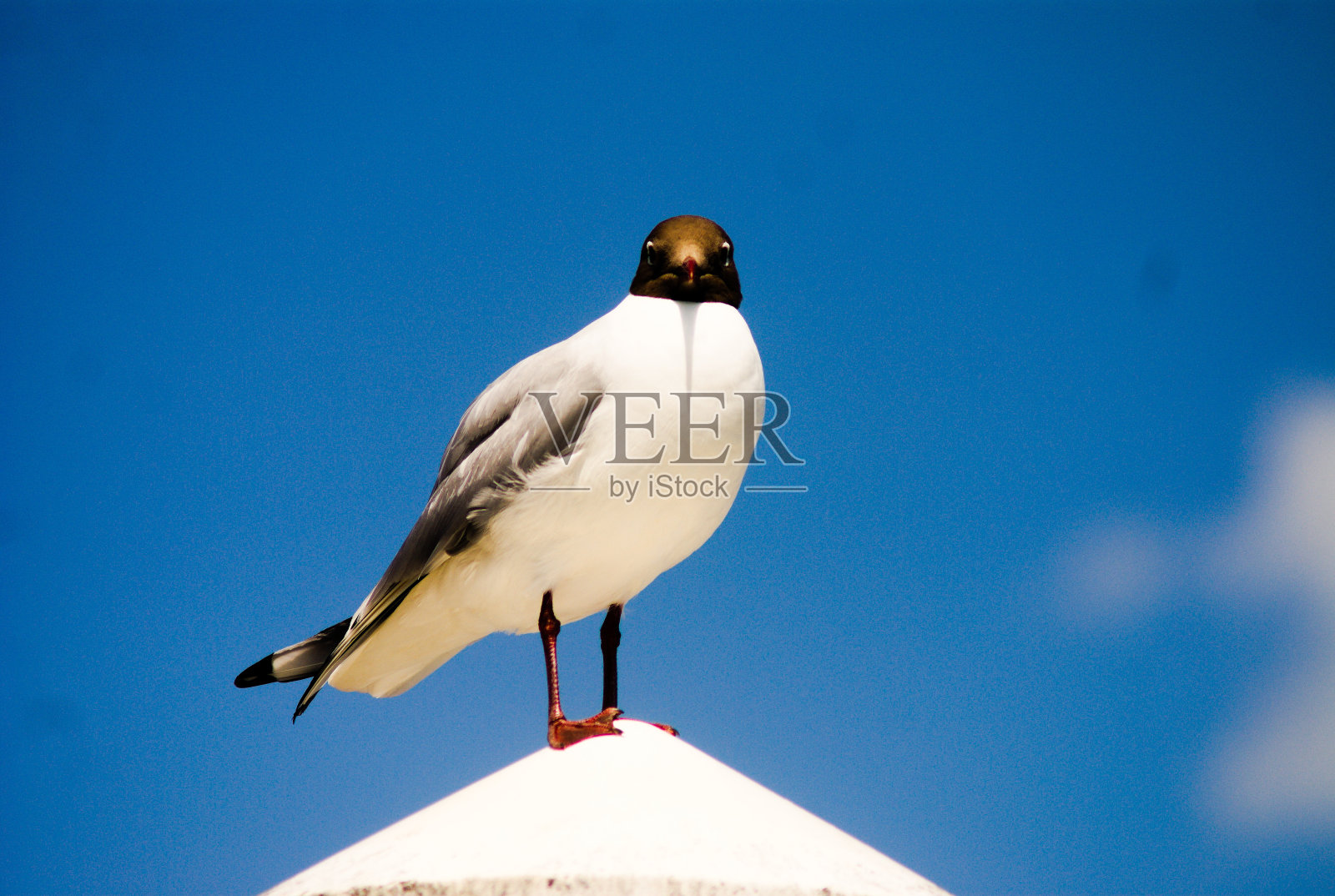 一只海鸥在柱子上的特写照片摄影图片