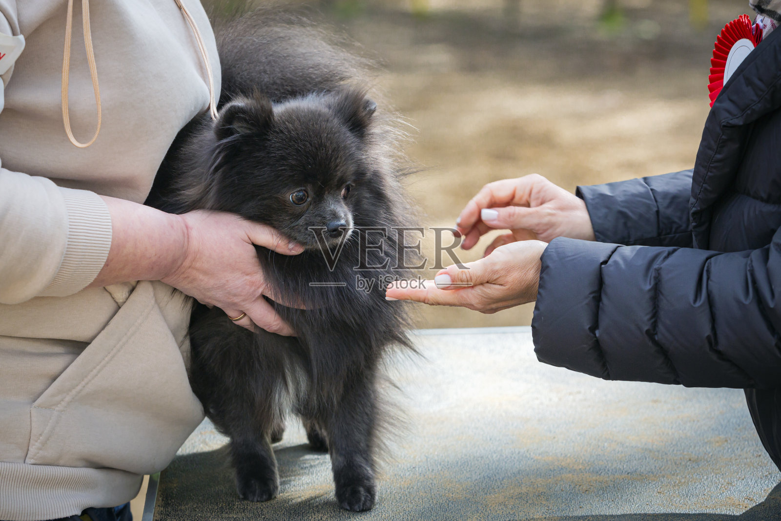 波美拉尼亚犬展。照片摄影图片