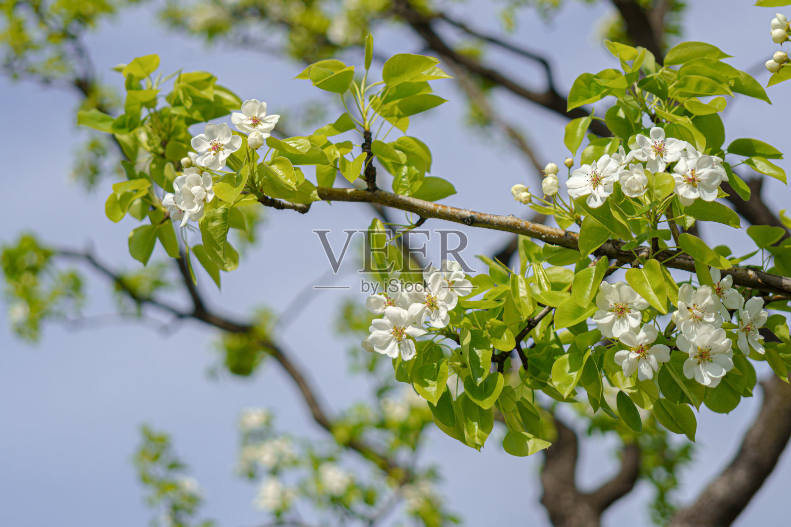 苹果树在春天开花。照片摄影图片