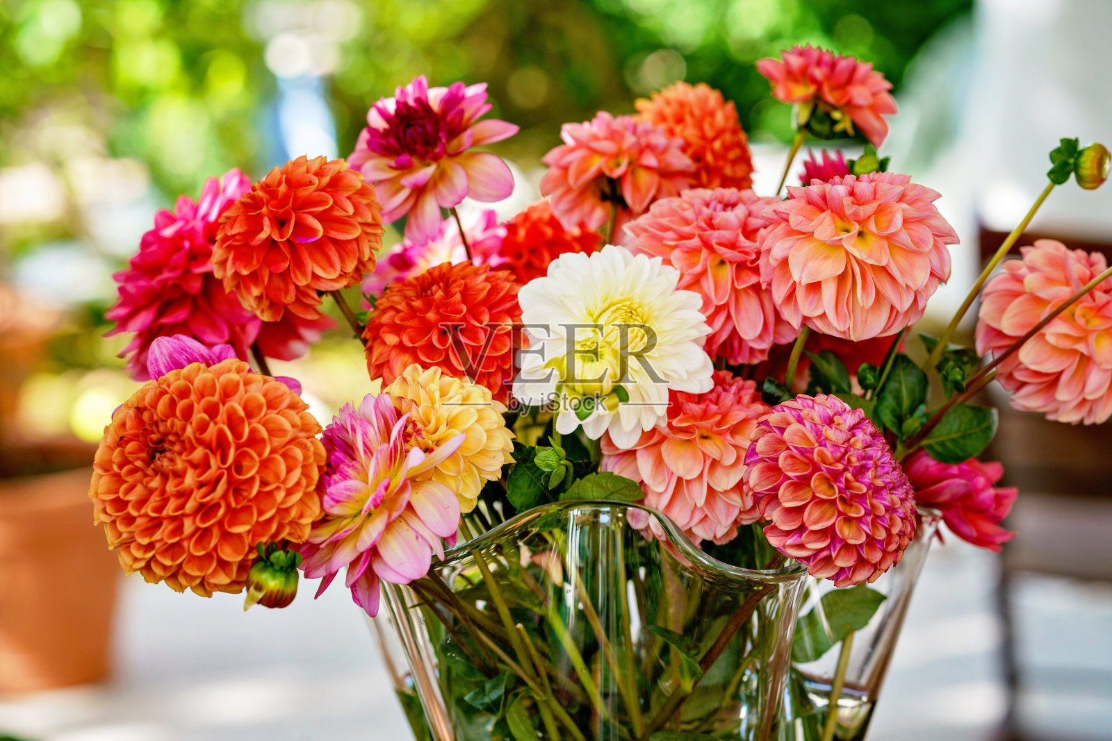 不同的粉红色，橙色和白色的大丽花在一个花瓶与秋天花园的背景。五颜六色的大丽花花园，壁纸背景。百花盛开照片摄影图片