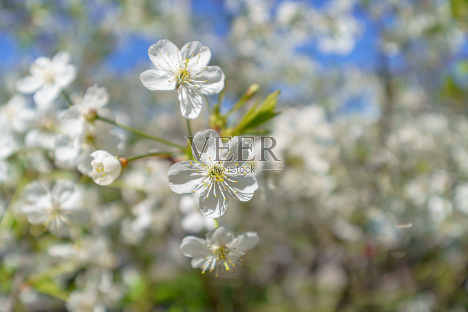 春天樱花盛开。照片摄影图片