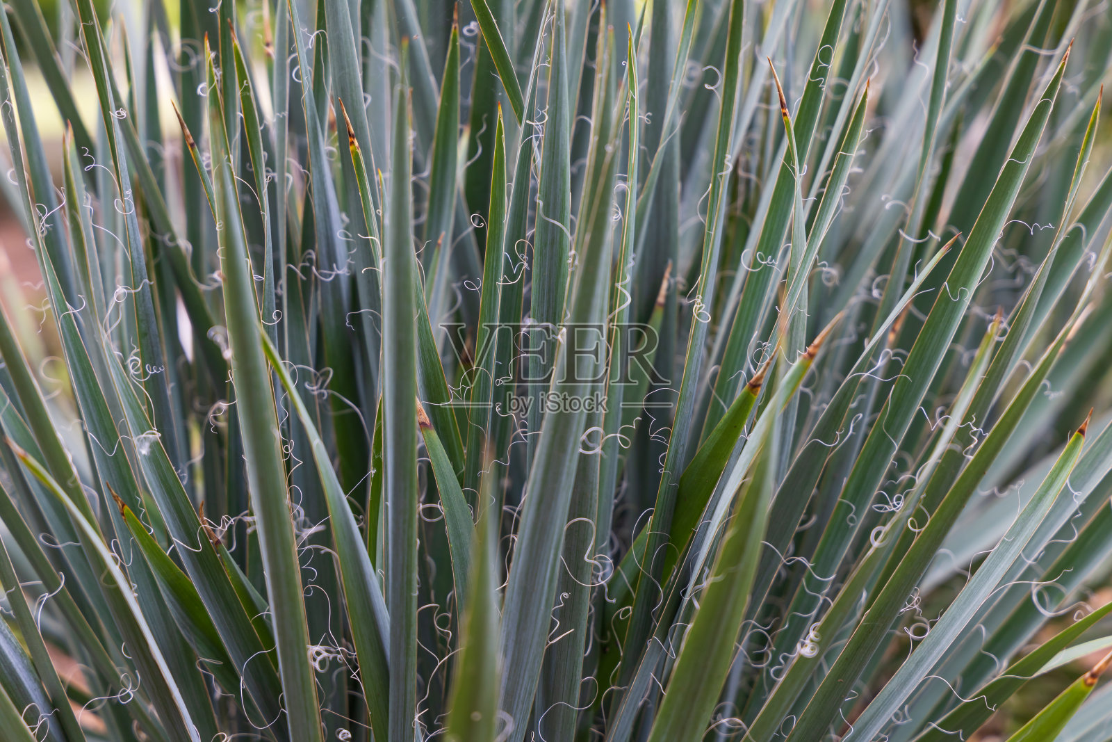 草地上姹紫嫣红的春花。照片摄影图片