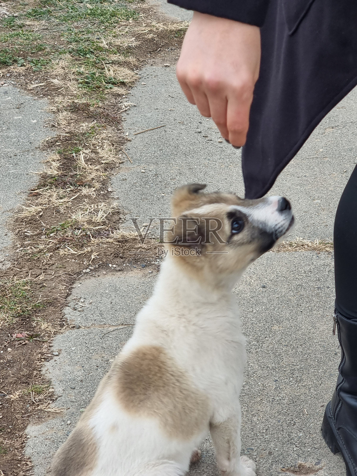 小狗照片摄影图片