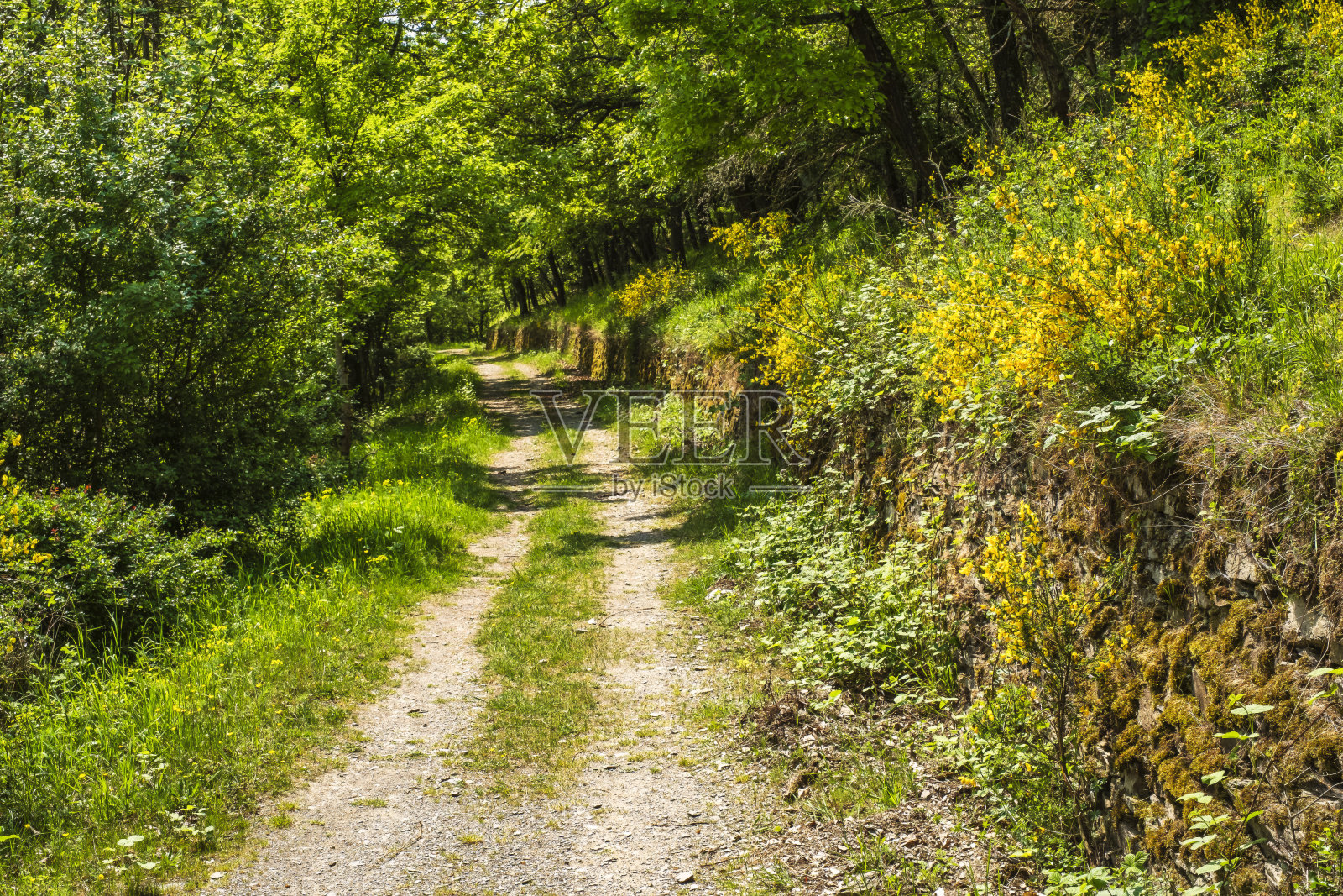 在莱茵高山脉徒步旅行照片摄影图片