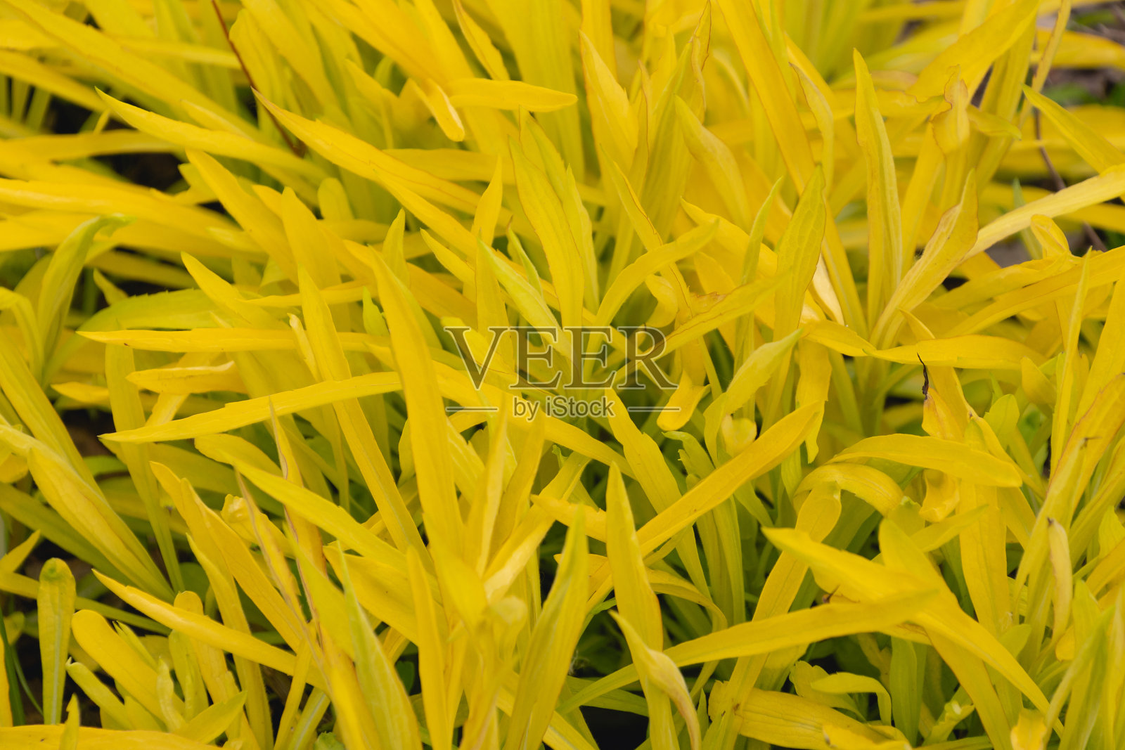 黄花'Hiddigeigei' (Solidago)的黄叶照片摄影图片