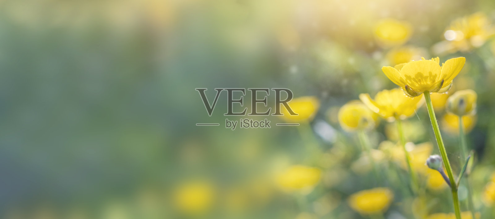 春天的背景与美丽的黄花照片摄影图片