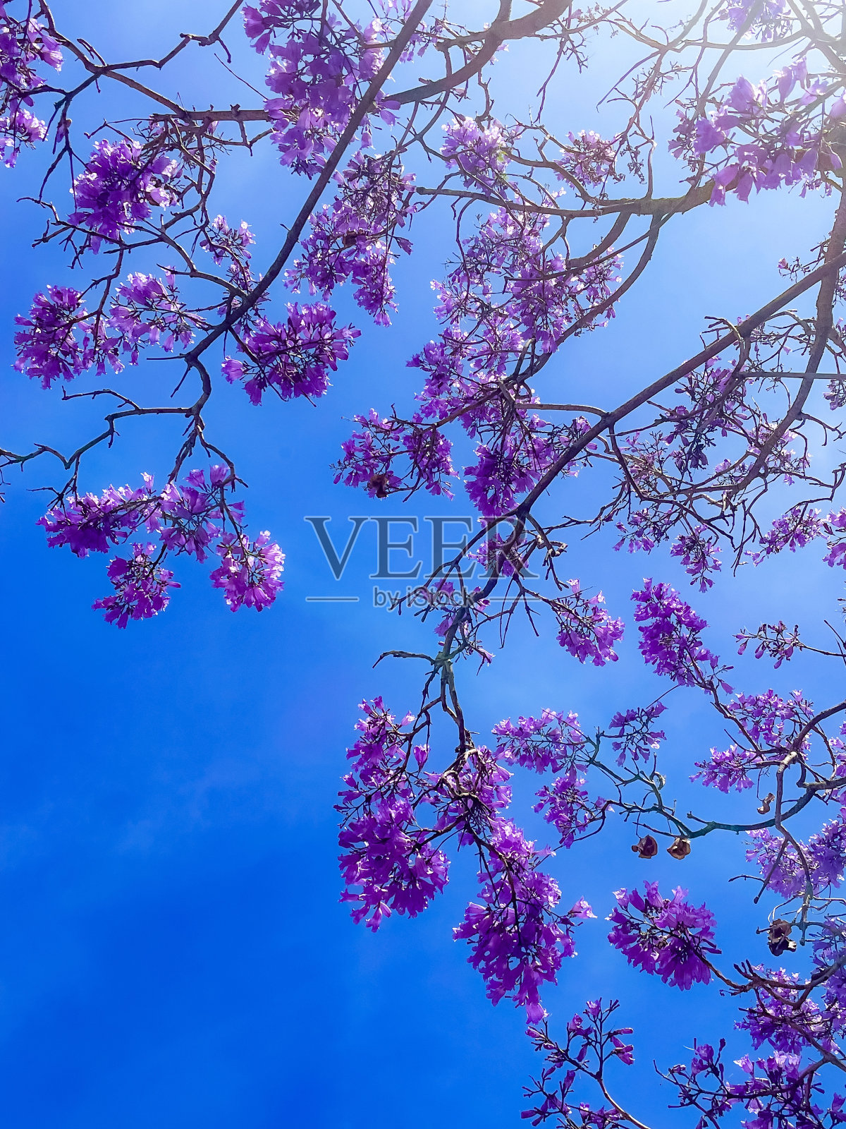 蓝花楹，蓝花楹，蓝花楹，紫色的树照片摄影图片