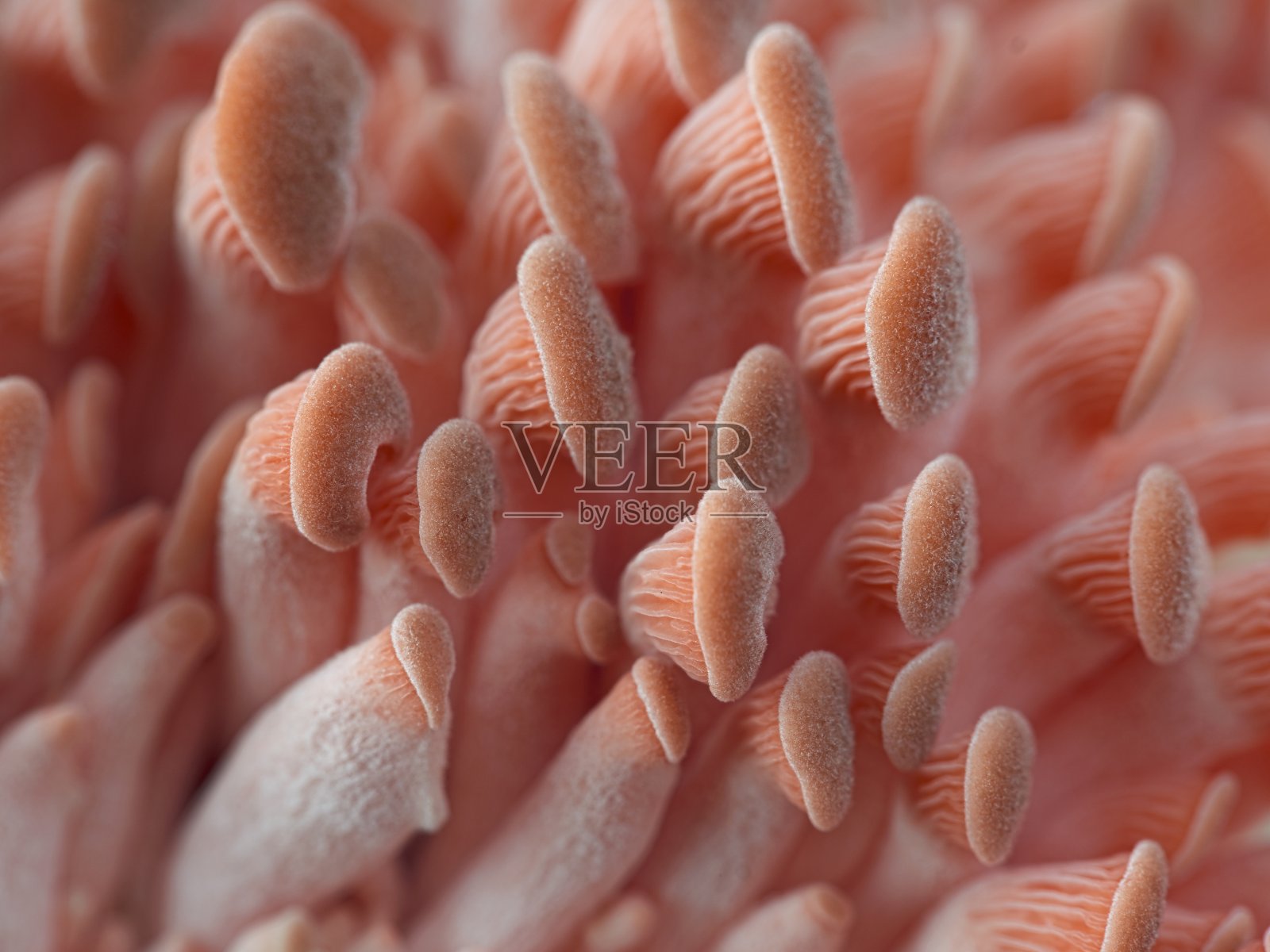 小平菇的特写。照片摄影图片