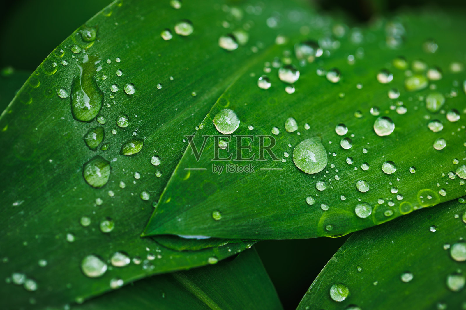铃兰的叶子上有雨滴照片摄影图片