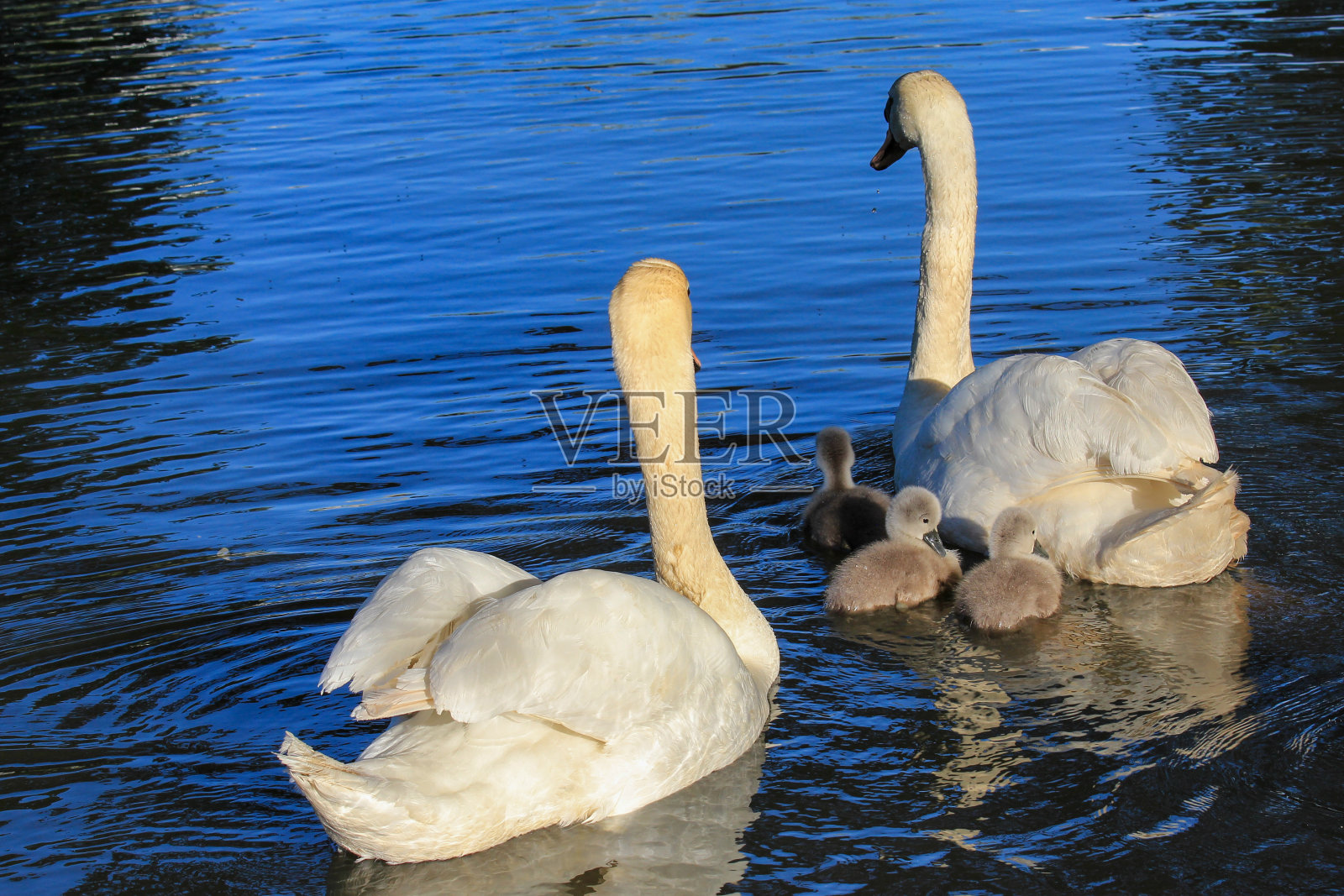一群天鹅带着它们的幼崽在湖上游泳。照片摄影图片