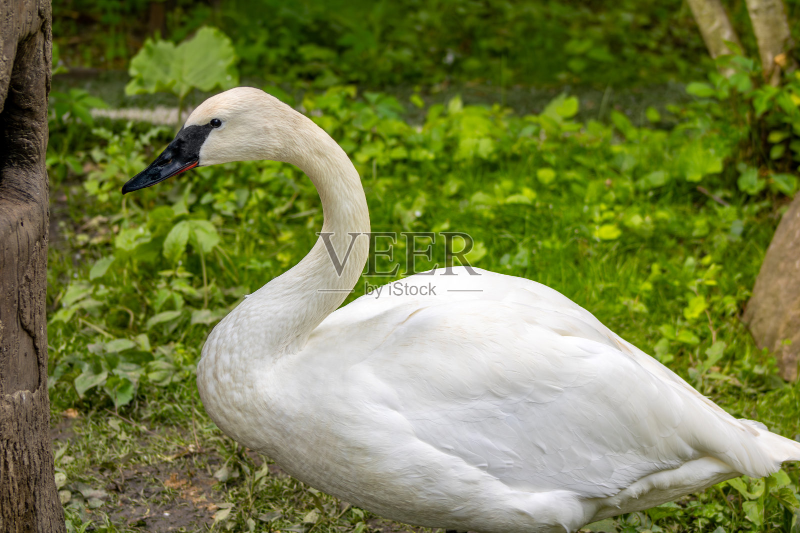 喇叭天鹅照片摄影图片
