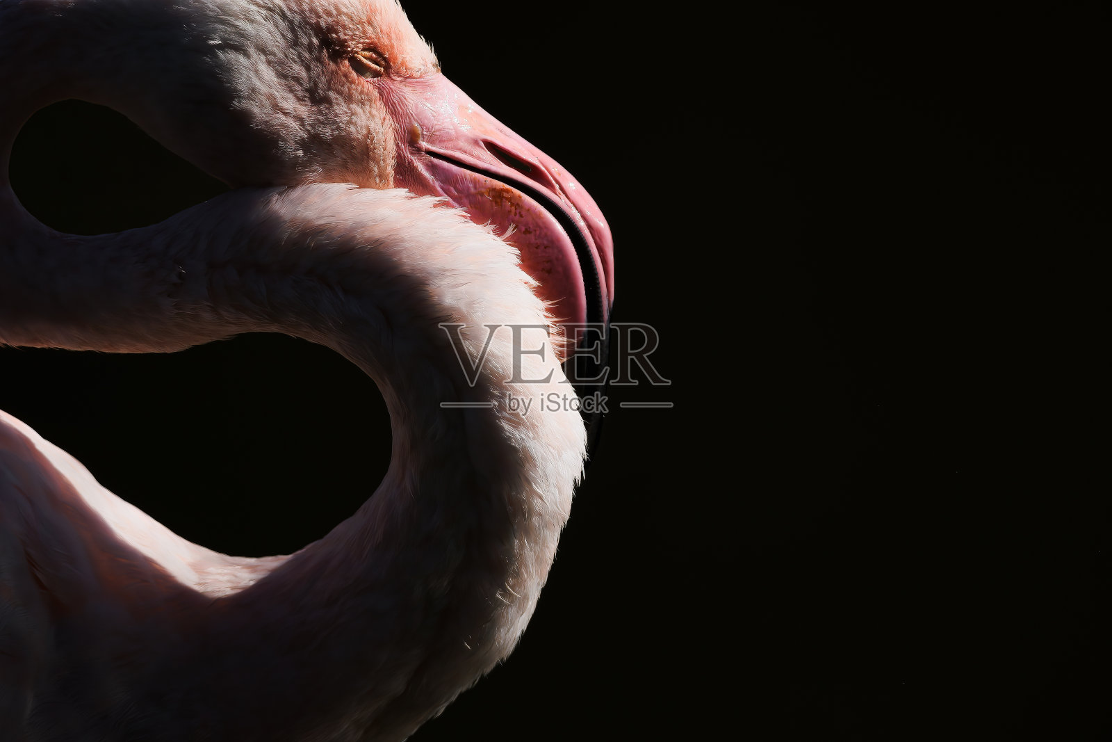 晚霞大火烈鸟，玫瑰凤凰。照片摄影图片