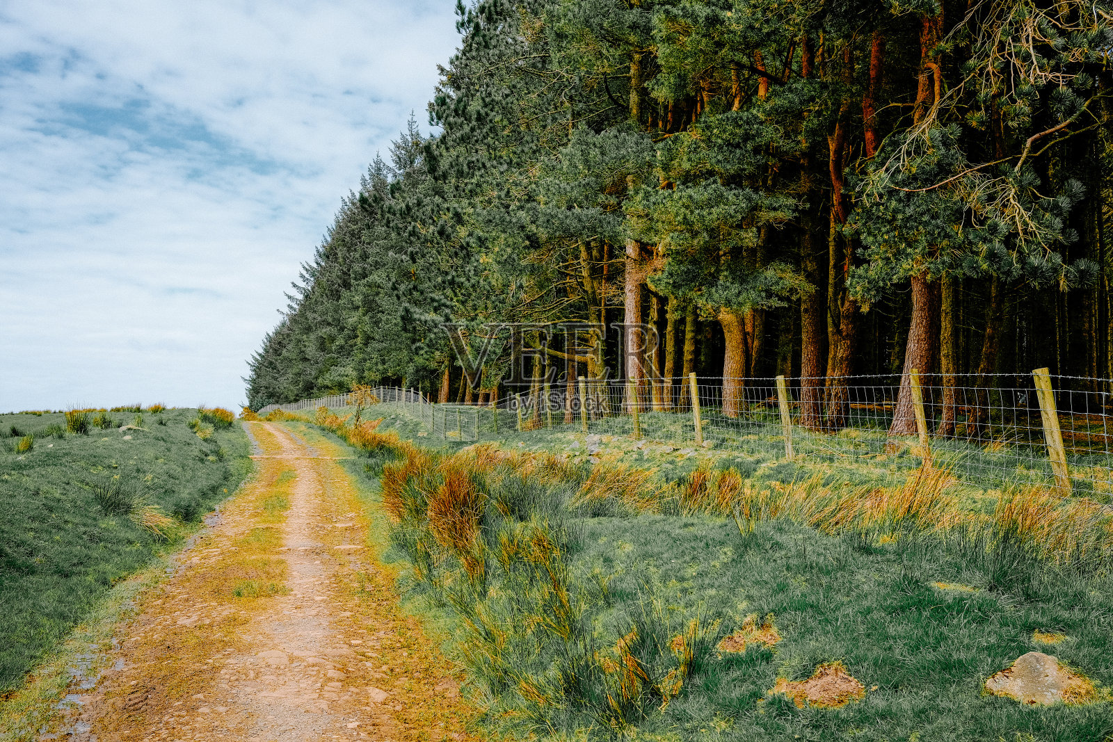 一条风景优美的土路蜿蜒穿过郁郁葱葱的绿色森林，在明亮多云的天空下，吸引着人们去探索和户外冒险。照片摄影图片