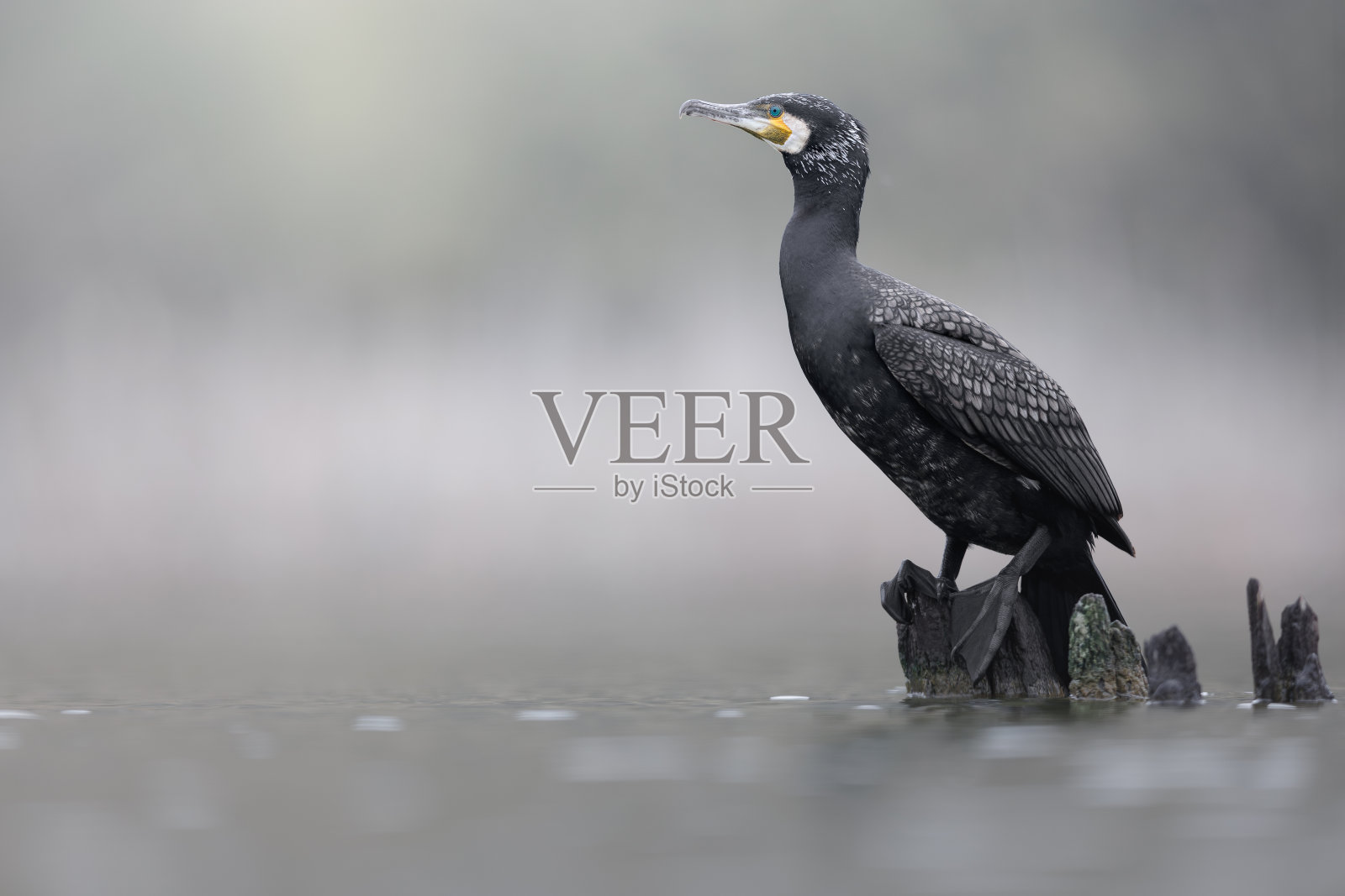 一只大鸬鹚的肖像-长肢鸬鹚照片摄影图片