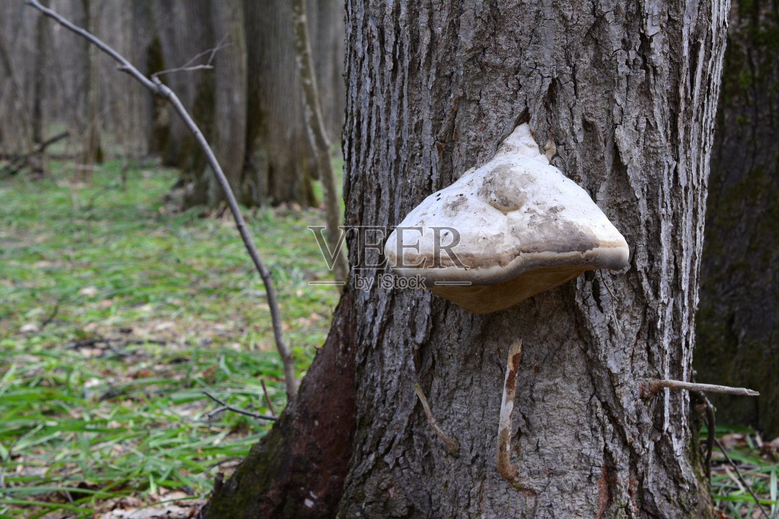 树林里的一棵树上长着一只蘑菇照片摄影图片