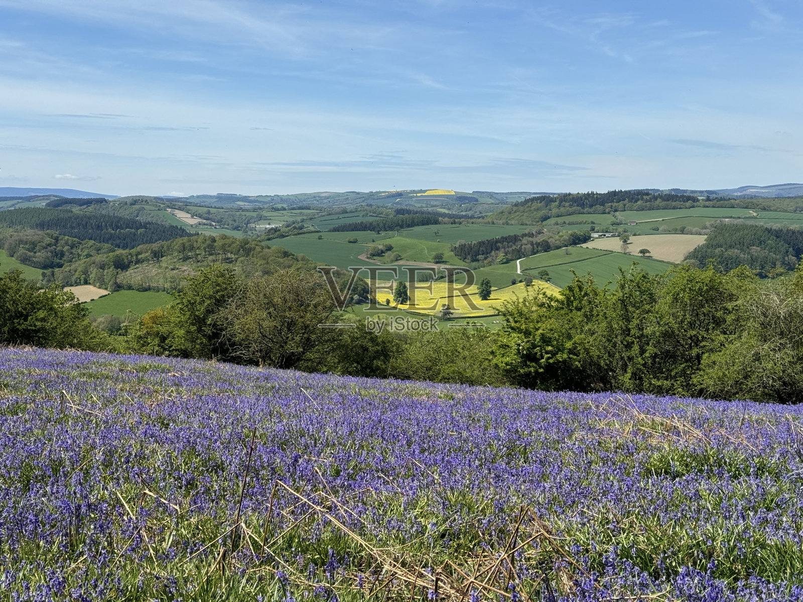小山上的风信子可以俯瞰英国乡村照片摄影图片
