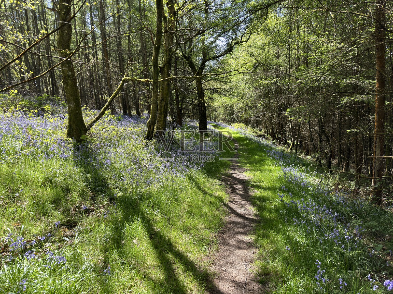 英国树林里的风信子和树影照片摄影图片