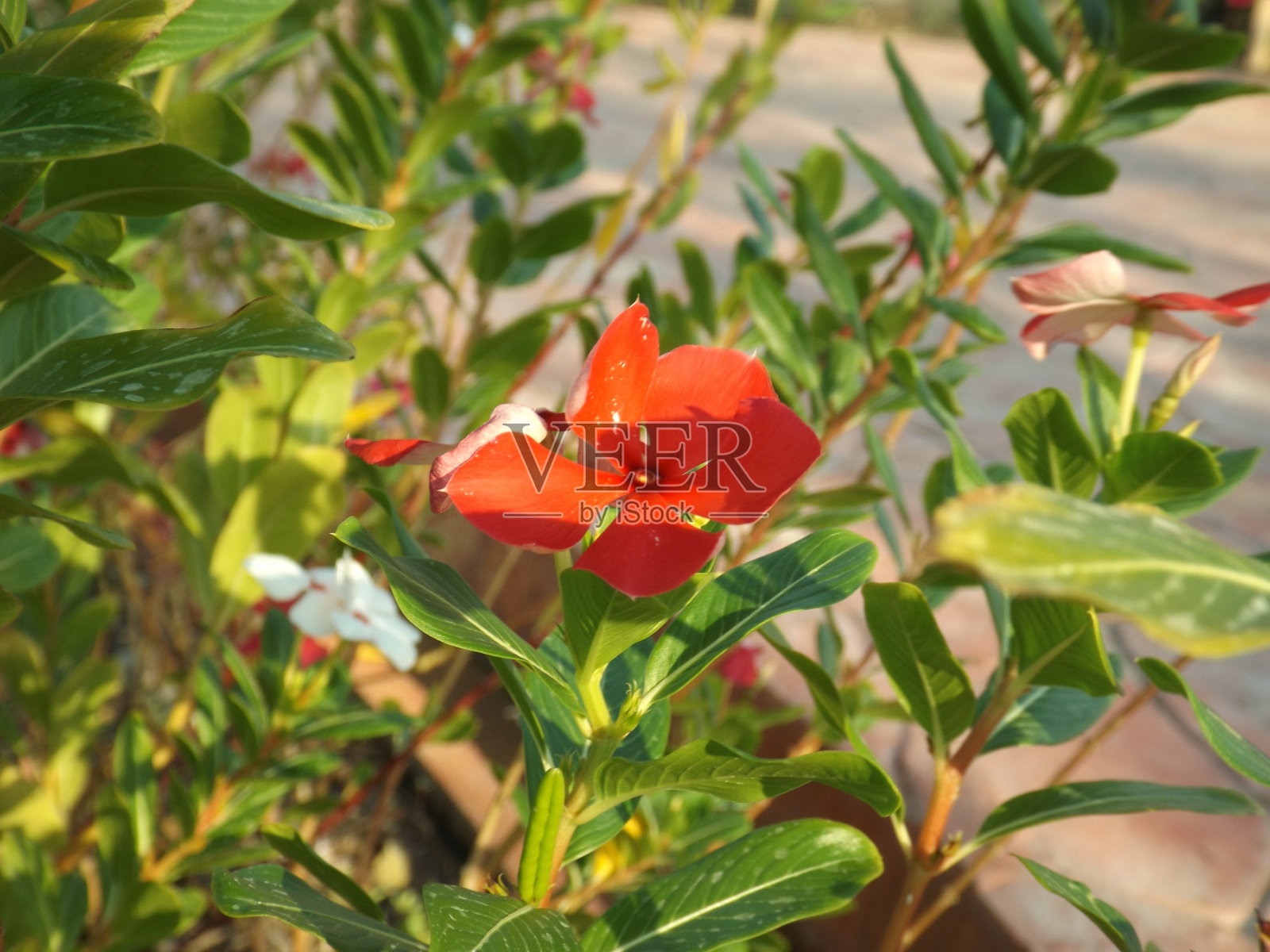 美丽多彩的花朵照片摄影图片