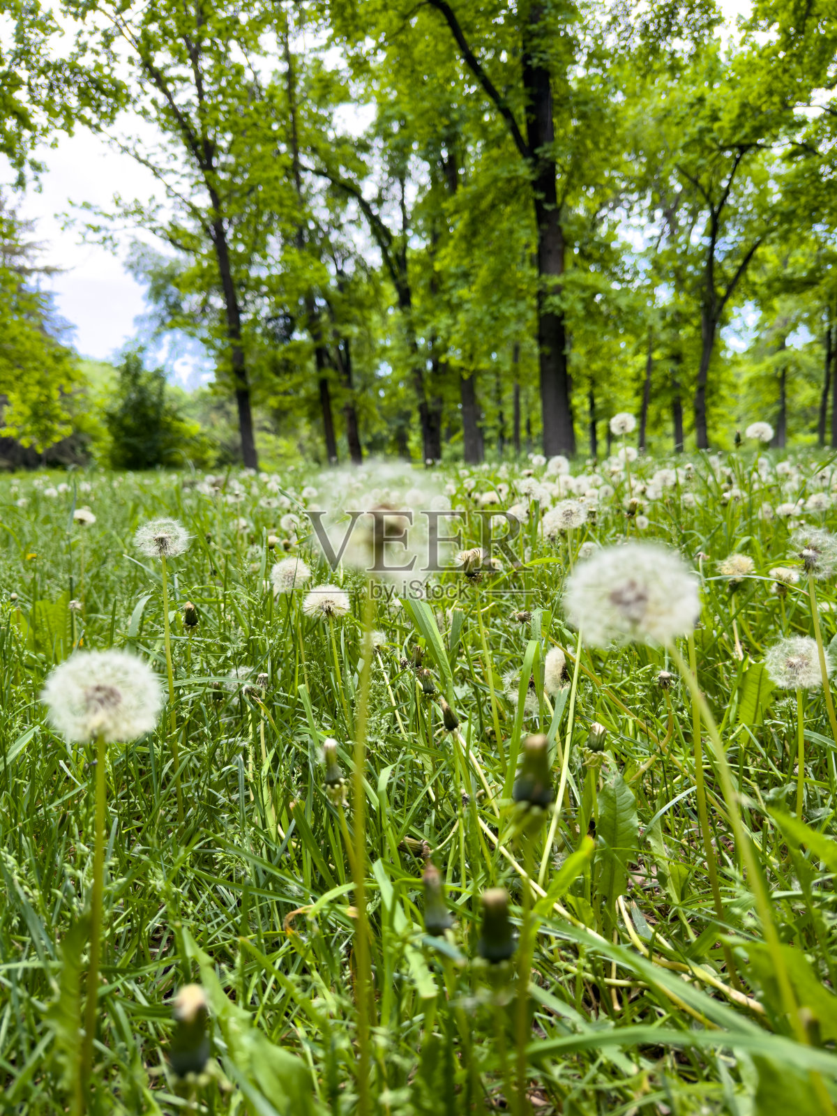 白色的蒲公英在树的背景上。春天的风景照片摄影图片
