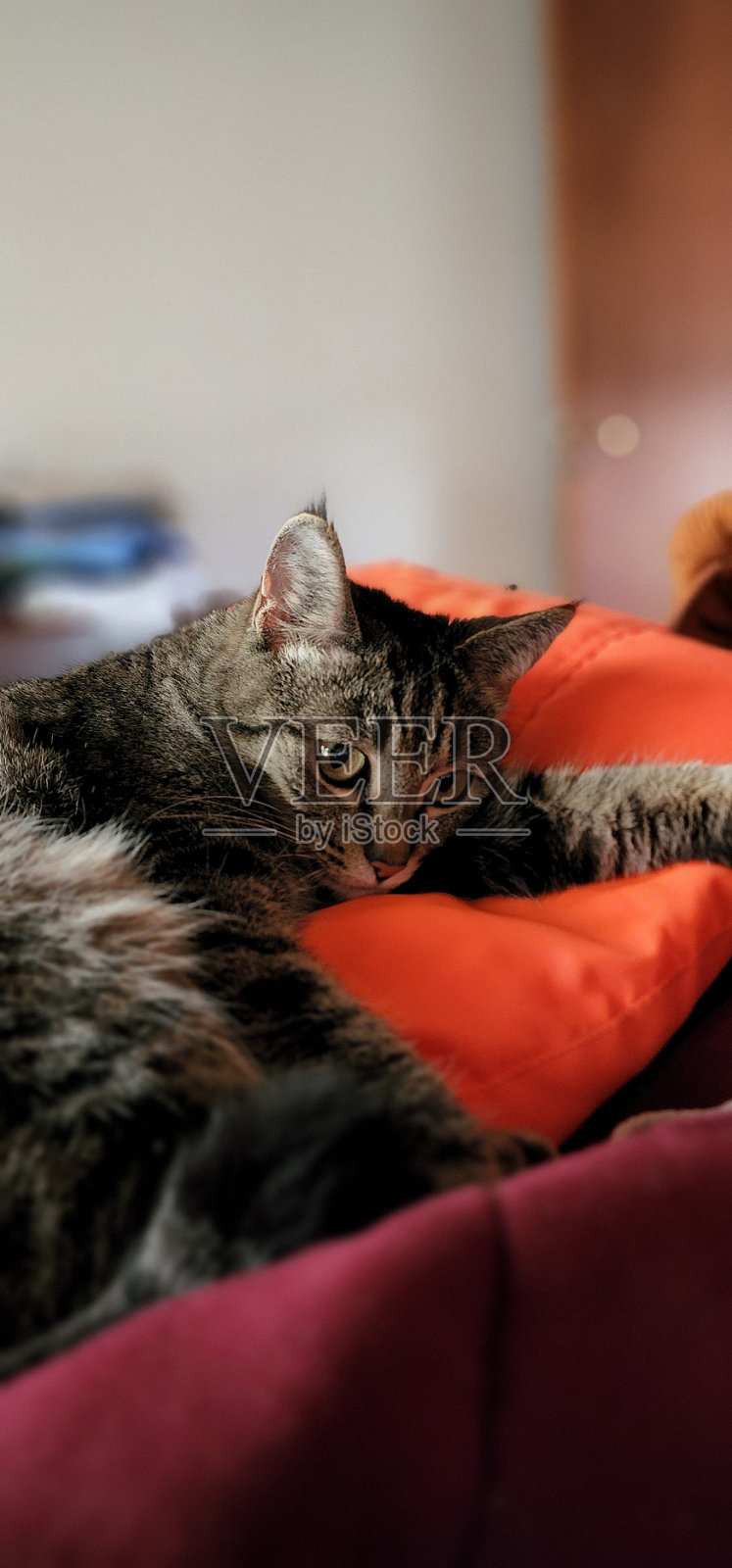 家养动物照片摄影图片