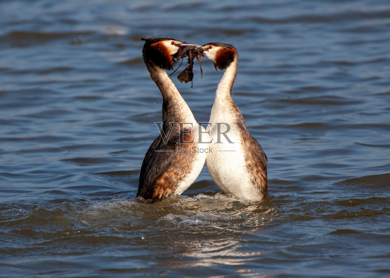 大冠灰衣照片摄影图片