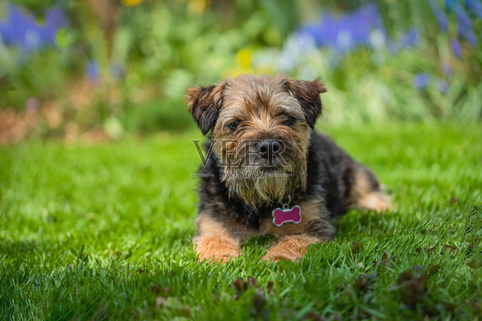 边境小猎犬照片摄影图片