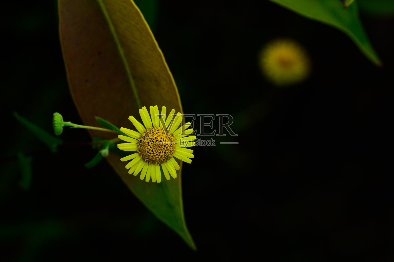 黄色野花，黑色背景，叶和芽照片摄影图片