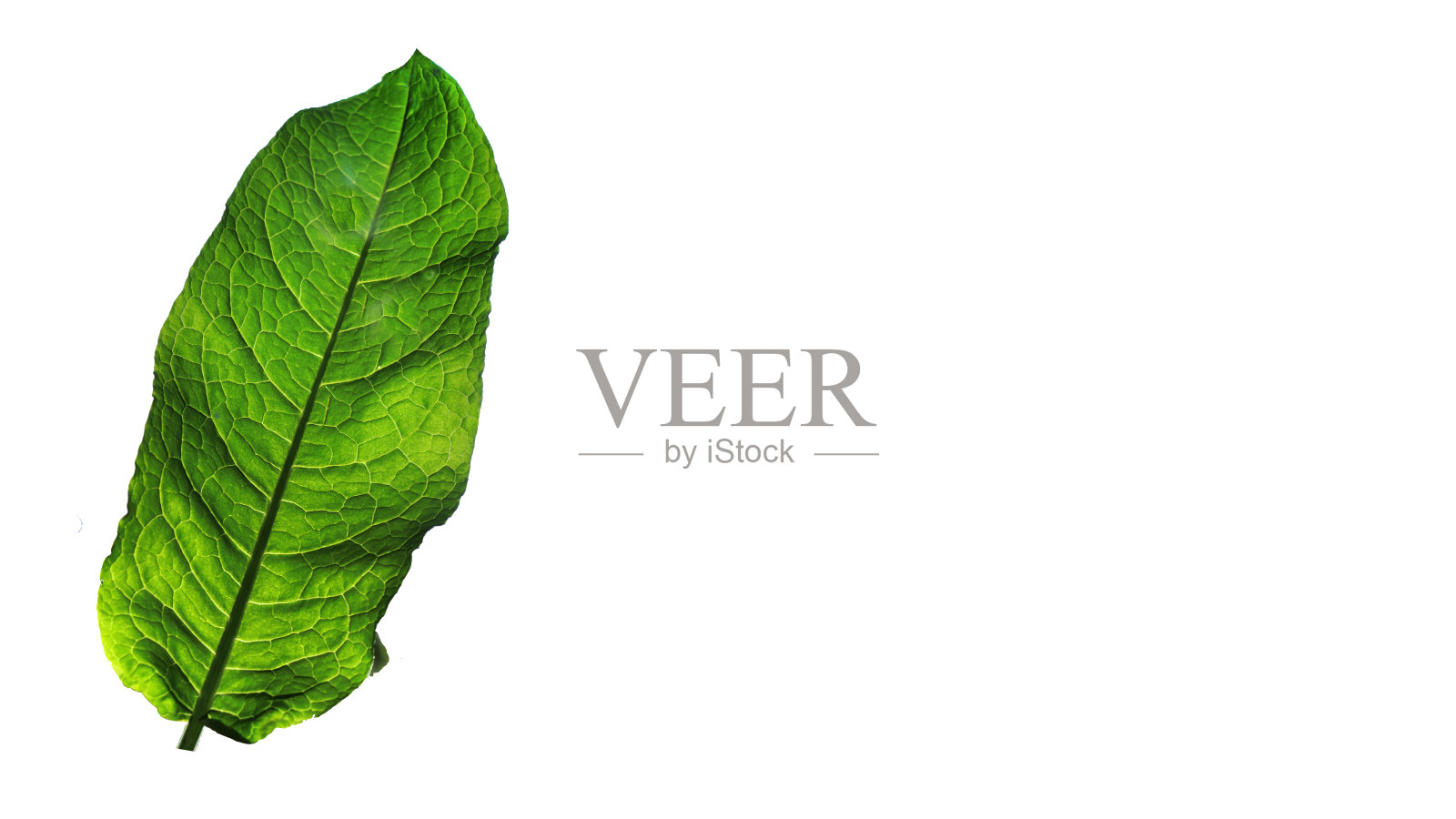 绿叶的背景与复制空间。照片摄影图片