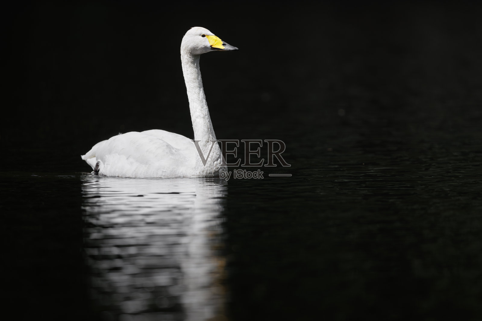 大天鹅-天鹅座照片摄影图片