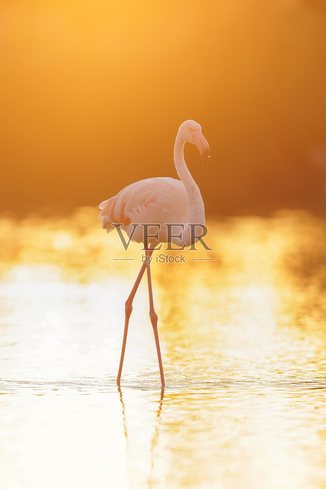 晚霞大火烈鸟，玫瑰凤凰。照片摄影图片