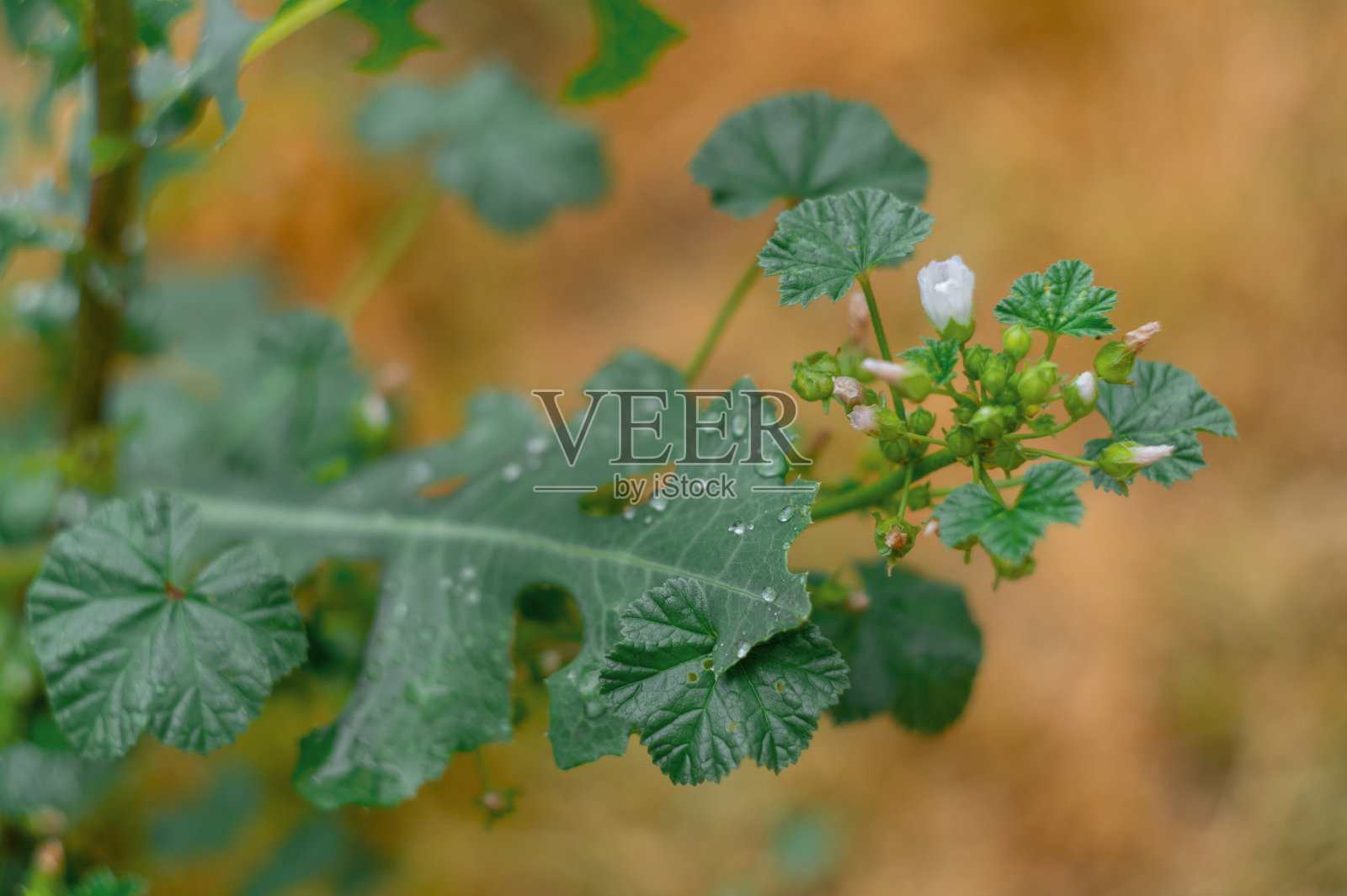 在黄橙色模糊的背景上，野生植物的大叶子，特写中有几朵盛开的花照片摄影图片