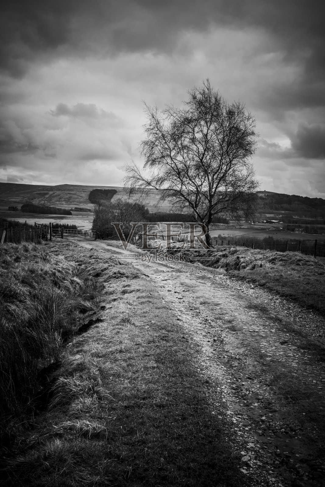 一个宁静的，黑白相间的乡村景观，蜿蜒的土路，孤独的树，多云的天空为背景。宁静祥和的景象。照片摄影图片