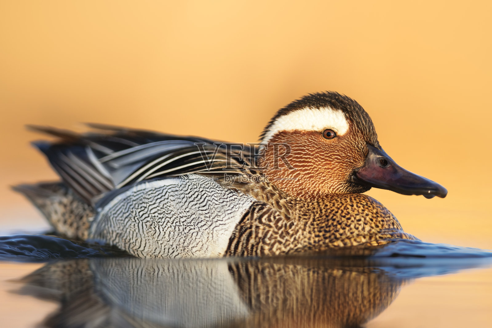 雄伽甘尼-在第一缕光线下的抹刀照片摄影图片