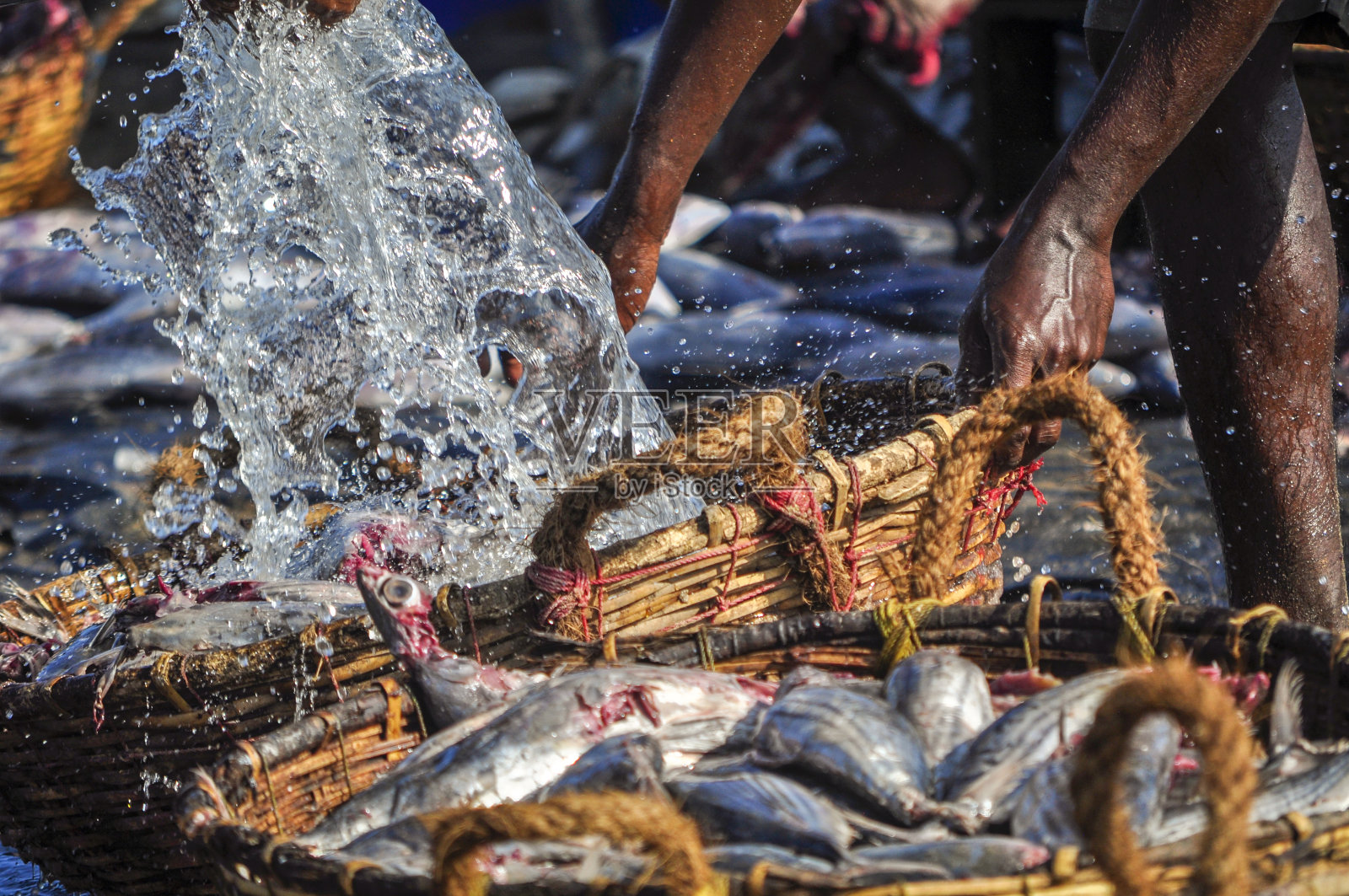 渔民用传统的篮子清洗刚捕获的鱼的特写照片摄影图片