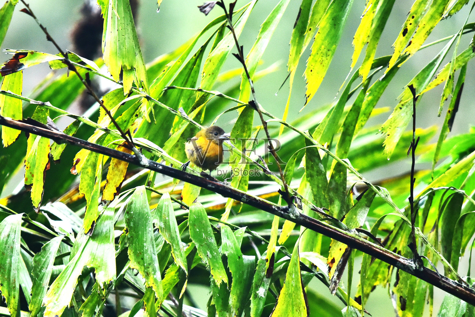 羽翼未丰的雌性猩红驼背Tanager照片摄影图片