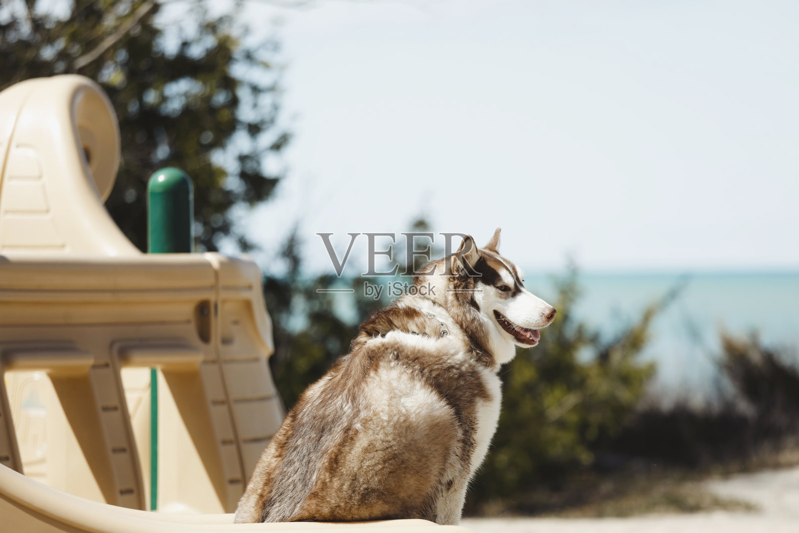 一只哈士奇坐在滑梯上照片摄影图片